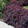 Concorde Japanese Barberry #3 - Image 3